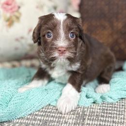 Indigo - Chocolate female Australian Labradoodle puppy in Decatur, Alabama from Southern Meadows Doodles