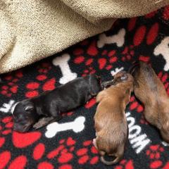 Russian Toy Puppies from Pinnacle Russian Toys