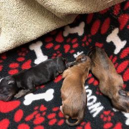 Russian Toy Puppies from Pinnacle Russian Toys