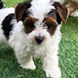 Yorkshire Terriers from Mile High Yorkshire Terriers