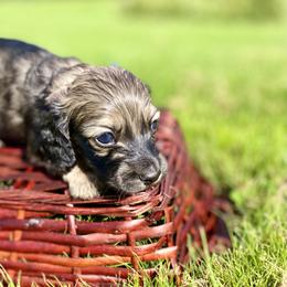 Dachshund Puppies from Northwest Dachshunds