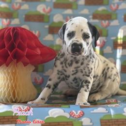 Peach - White and black female Dalmatian puppy in Whitwell, Tennessee from Rock a Dalmatian “RockADal”