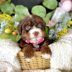 Simea - female Australian Mountain Doodle puppy in Randolph, Utah from Dry Canyon Pups