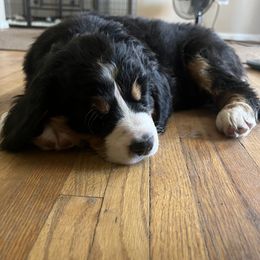 Bernese Mountain Dog Puppies from Bastian Mountain Dogs