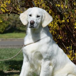 Queen - Golden Retriever