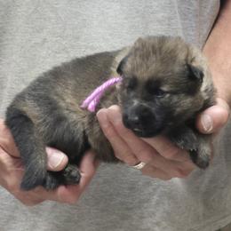 Girl 2 Lavender - Sable female German Shepherd puppy in Lake George, Colorado from High Country German Shepherds