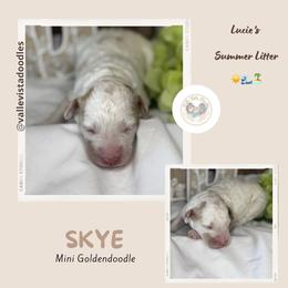 Skye - Parti female Goldendoodle puppy in Hemet, California from Vallevistadoodles