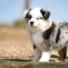Jesse - Blue merle male Miniature American Shepherd puppy in Snyder, Texas from RLA Miniature American Shepherds