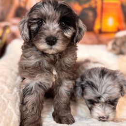 Cosmo - Blue merle female Aussiedoodle puppy in Dickerson, Maryland from Pawsome Aussie Doodles and Oodles