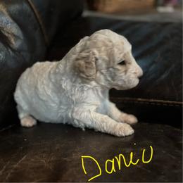 Danio - Cream male Labradoodle puppy in Somerset, California from Annie’s Animals