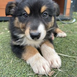 Australian Shepherd and Miniature Australian Shepherd Puppies from Wiggle Creek Aussies