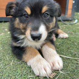 Australian Shepherd and Miniature Australian Shepherd Puppies from Wiggle Creek Aussies