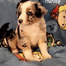 Australian Shepherd Puppies from Dawn 2 Dusk Ranch