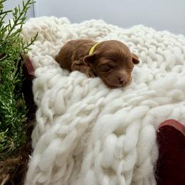 Lime Green Girl - Red  female Goldendoodle puppy in Philadelphia, Mississippi from Oakie Doodles