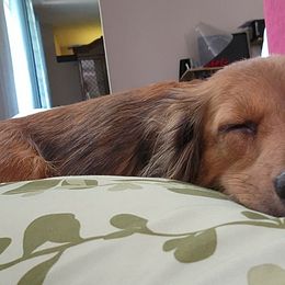 Dachshunds from The Northern Beauties