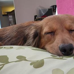 Dachshunds from The Northern Beauties
