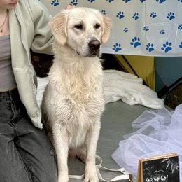 Golden Retrievers from Millaura Goldens