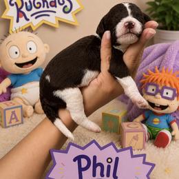 Coming Soon - Parti male Poodle puppy in Spring Hills, Florida from The Olympus Standard Poodle