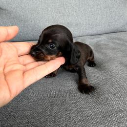 Lime boy - Black and tan male Dachshund puppy in Wray, Georgia from Cotton Hill Dachshunds