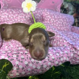 Dublin - Chocolate and cream male Dachshund puppy in Mt. Sterling, Kentucky from Decadent Doxies of KY