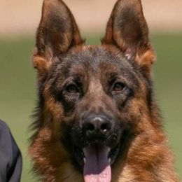 Chaos - German Shepherd