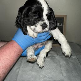 Cocker Spaniel Puppies from Home Grown Cocker Spaniels