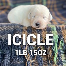 Icicle - Yellow female Labrador Retriever puppy in Puyallup, Washington from 12 Door Farm Labradors
