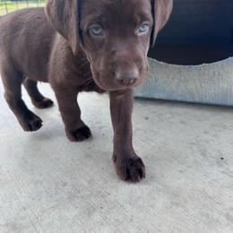 Brown - Chocolate male Labrador Retriever puppy in Newton Grove, North Carolina from Wayalife Labradors & Gsp’s