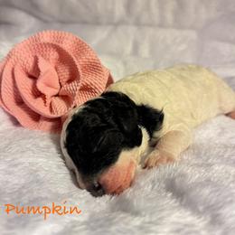 Pumpkin - Parti female Poodle puppy in Grover Beach, California from Central Coast Poodle Paws