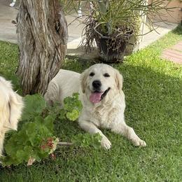 Golden Retriever Puppies from Mountain Valley Retrievers
