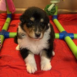 Kit - Black white and tan female Collie puppy in Carencro, Louisiana from Cajun Bayou's Collies LLC