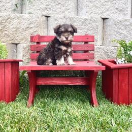 Miniature Schnauzer Puppies from Schnauzers on Robinson Lane