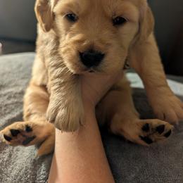 White - Dark golden female Golden Retriever puppy in Madison, Ohio from Heckmans English Cream Golden Retrievers