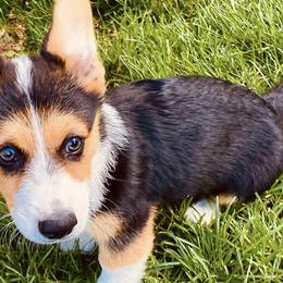 American Corgis and Pembroke Welsh Corgis from Crazy About Corgis