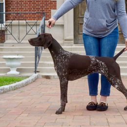 Lola - German Shorthaired Pointer