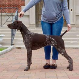 Lola - German Shorthaired Pointer