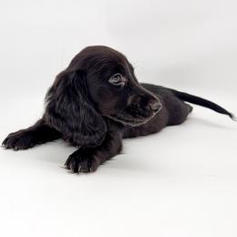Sting (AKC solid black) - Black male Dachshund puppy in Waddell, Arizona from Neu Doxies