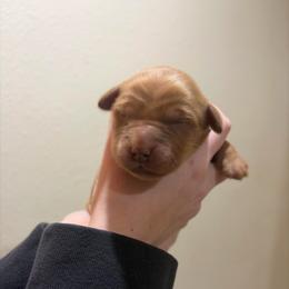 Pinky Pie - Dark golden female Golden Retriever puppy in Mountain Home, Idaho from Poppy's Garden Golden Retrievers
