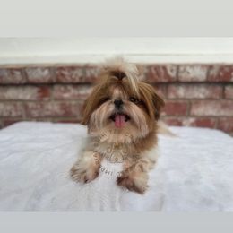 Kane - Shih Tzu