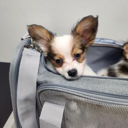 Porthos. Boy 2 - Fawn and white male Papillon puppy in Bon Aqua, Tennessee from Rene's Papillon