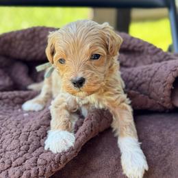 Funnel Cake - Apricot male Goldendoodle puppy in Wharton, Texas from Little Fur Friends