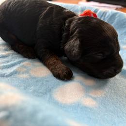 Midnight - Black and tan male Cockapoo puppy in Adrian, Oregon from ApplebyFarm