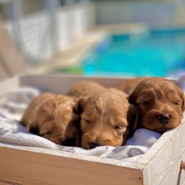 Bernedoodle, Goldendoodle, and Poodle Puppies from Florida Pumpkadoodles