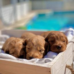 Bernedoodle, Goldendoodle, and Poodle Puppies from Florida Pumpkadoodles