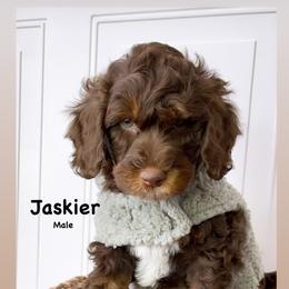 Bernedoodle, Cavapoo, Goldendoodle, and Poodle Puppies from Gypsi Doodles & Poodles