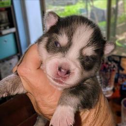 Gruyere - 2500 - Blue female Pomsky puppy in Spring Hill, Florida from www.PuppyTimeEmporium.com