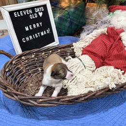 K-9 - Sable and white female Collie puppy in Beaver, Oklahoma from Lawson’s Lassies