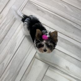 Biewer Terrier Puppies from Southern Star Biewers