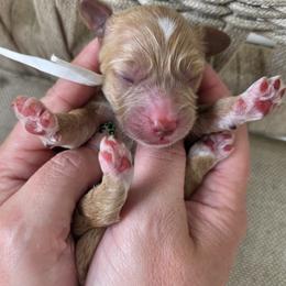 Stella - Apricot female Goldendoodle puppy in Decatur, Tennessee from Diamond's Doodles
