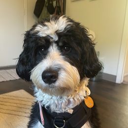 Joey - Bernedoodle